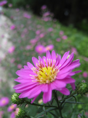 クジャクアスター