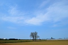 空と木と