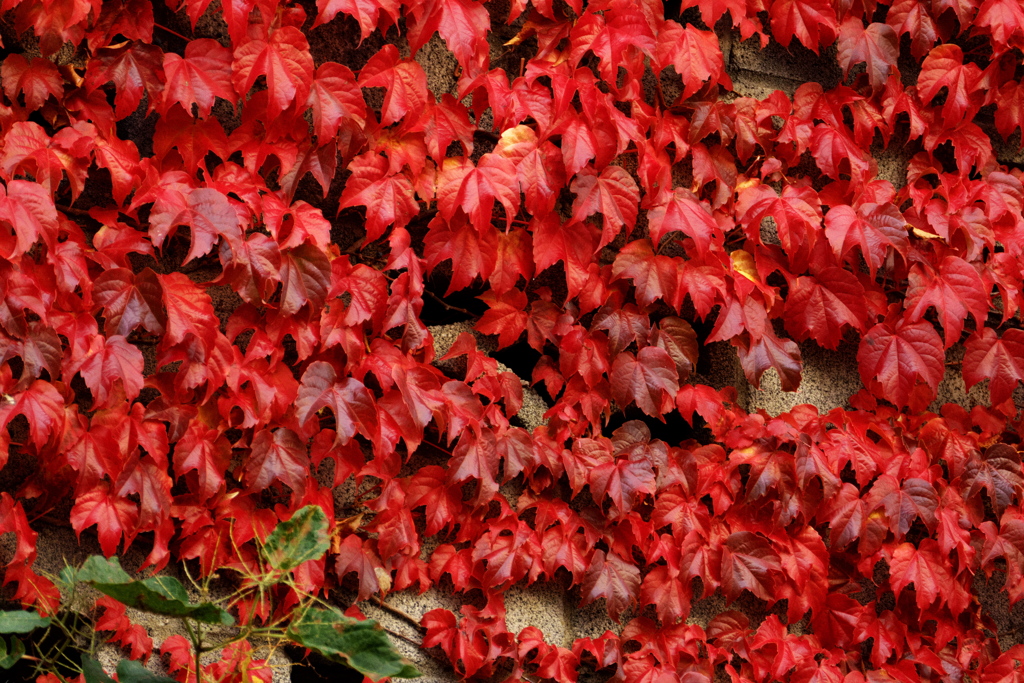 小樽の観光地で見た紅葉