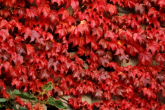 小樽の観光地で見た紅葉