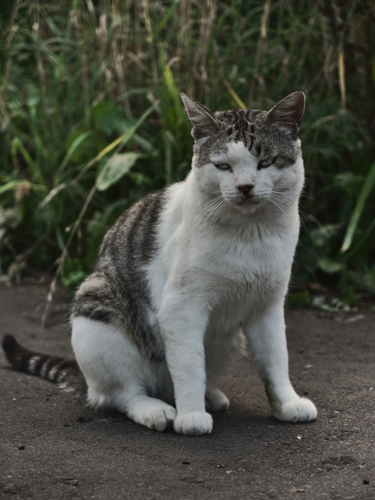 強面猫