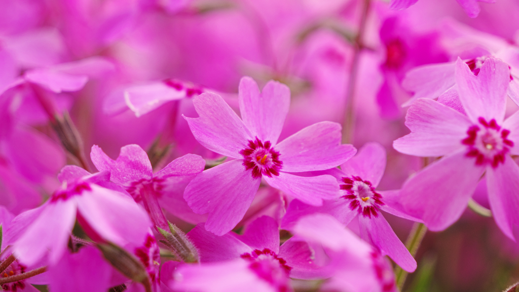 芝桜
