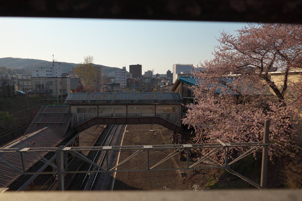 南小樽駅の桜