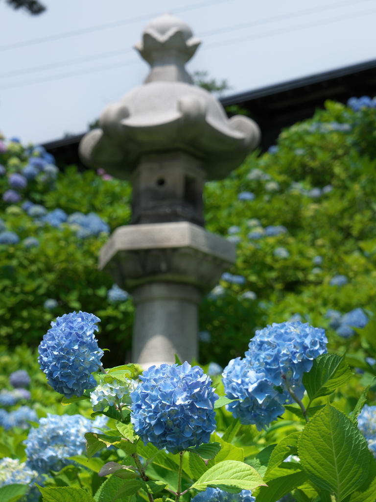 紫陽花４