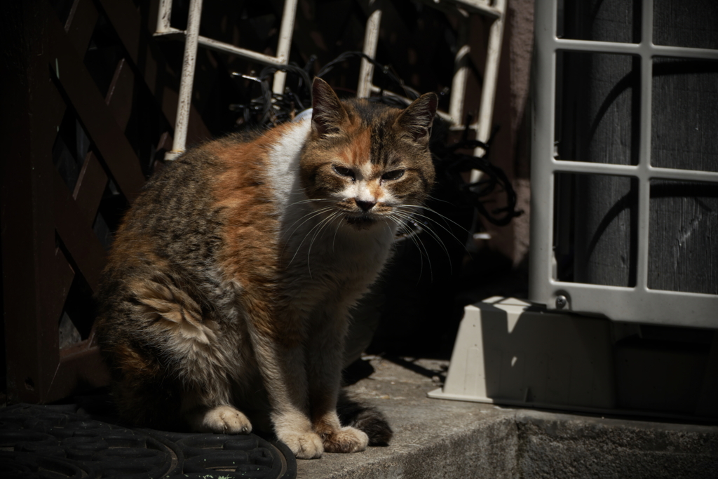 素人じゃない猫！若頭補佐