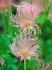 花びらが毛？