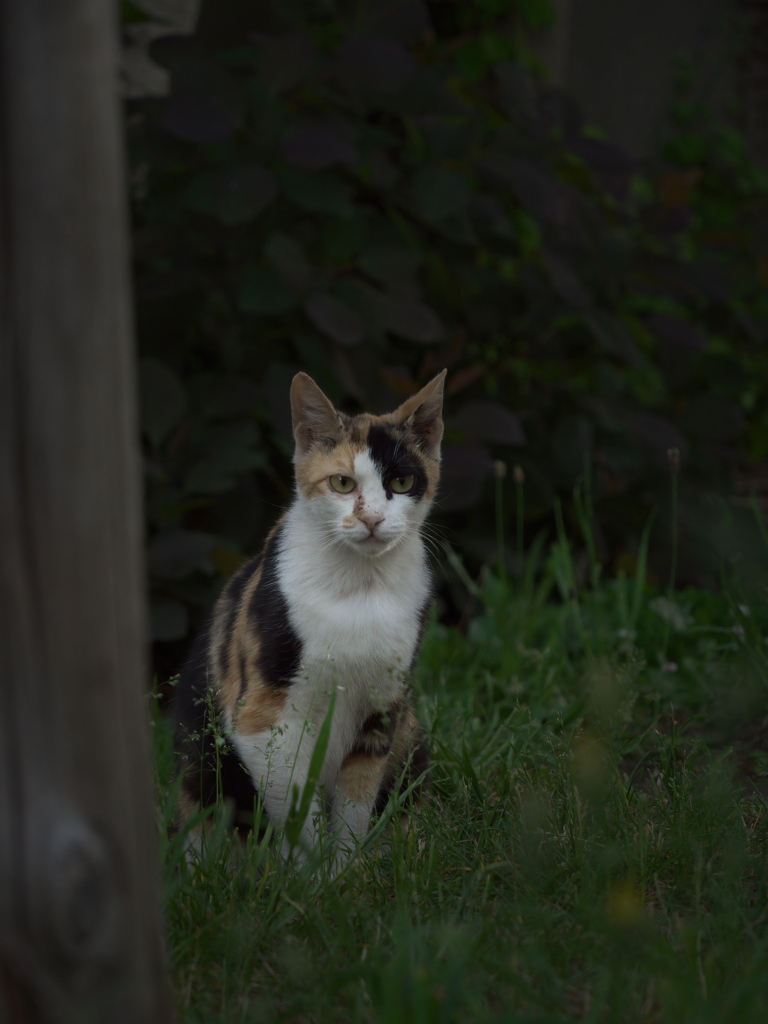 三毛猫