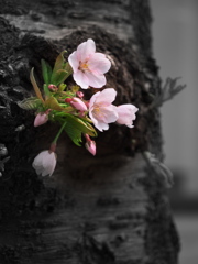 小樽花銀通りの桜