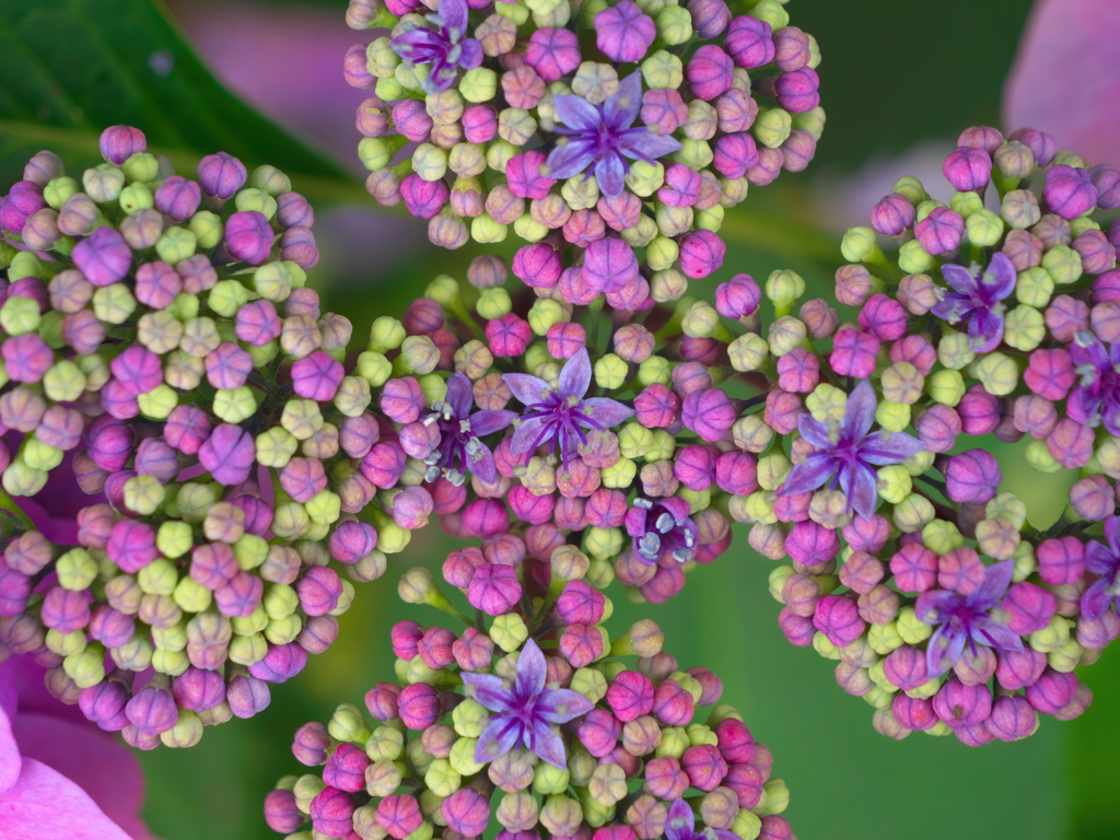 紫陽花２
