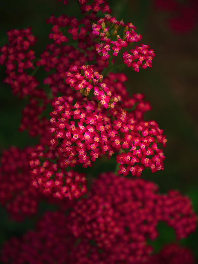 花名？５