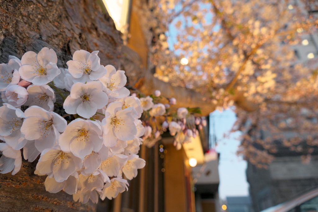 洋食屋マンジャーレの桜