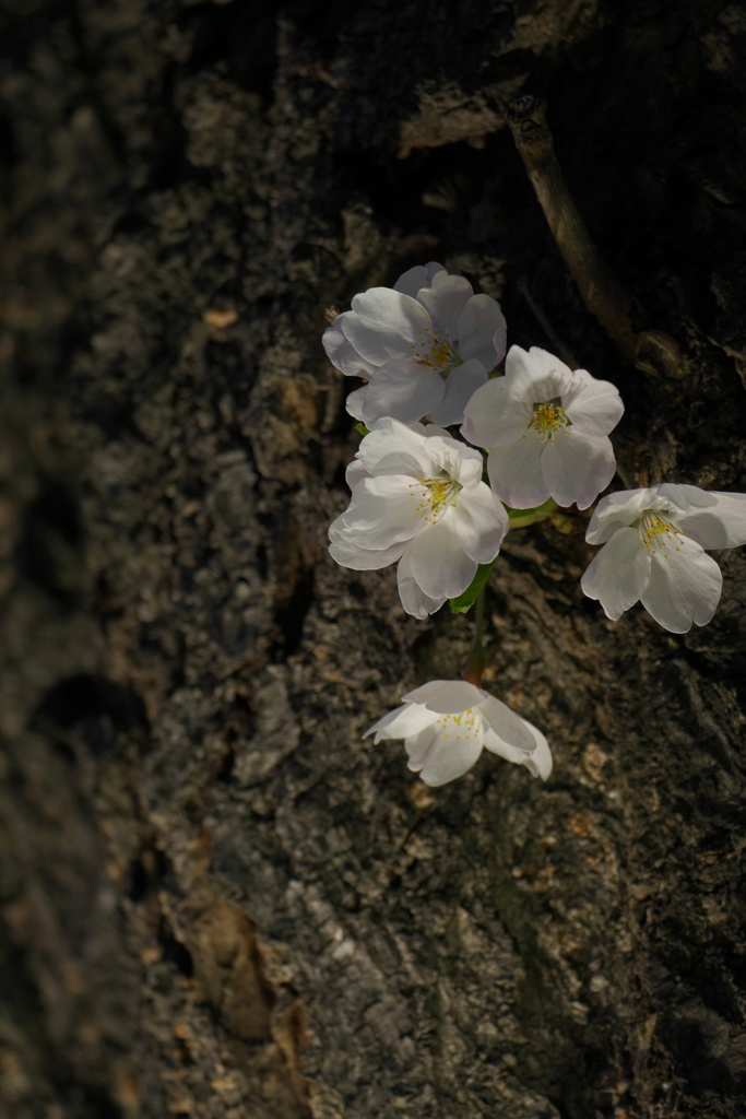 二段公園の桜！