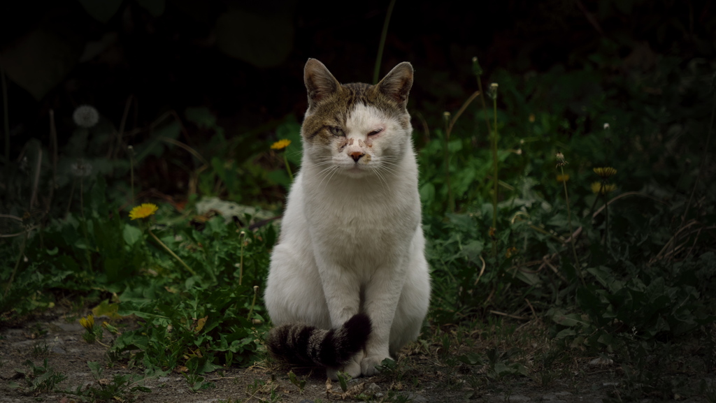 素人じゃない猫！