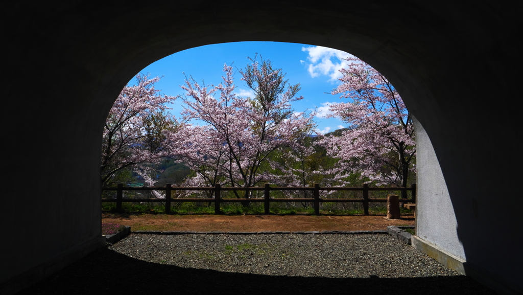 オタモイ唐門の桜