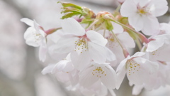 手宮緑化植物園の桜