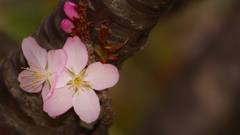 ひっそり桜