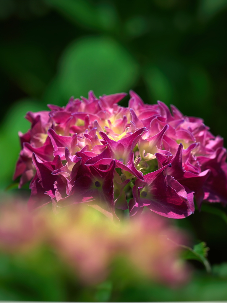 紫陽花３