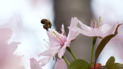 小樽二段公園の桜