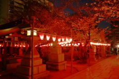 夜桜