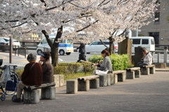 それぞれの花見