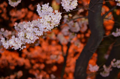 夜桜