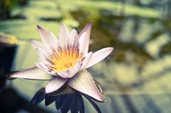 water lily