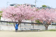 カンザクラ