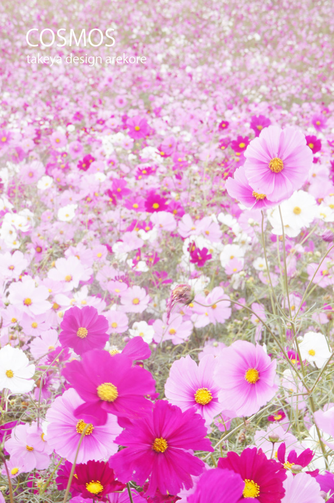 cosmos