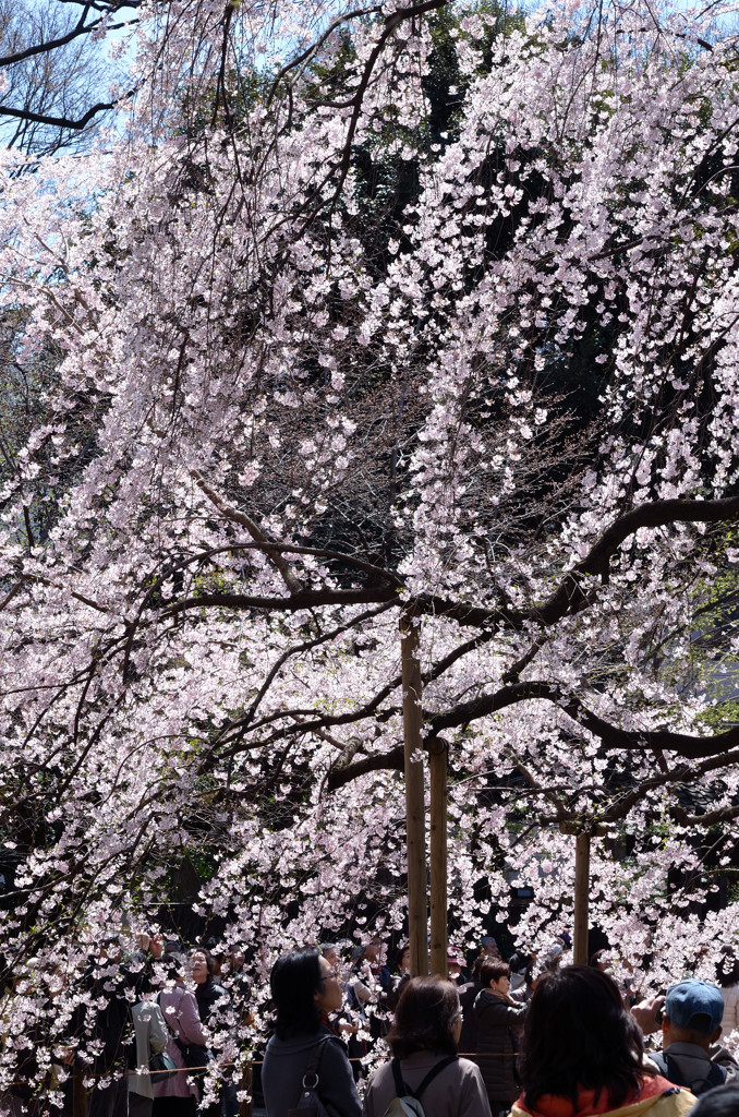 六義園のしだれ桜