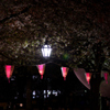 夜桜見物