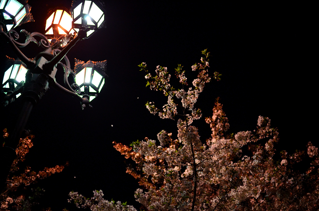 夜の桜吹雪