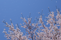 桜吹雪