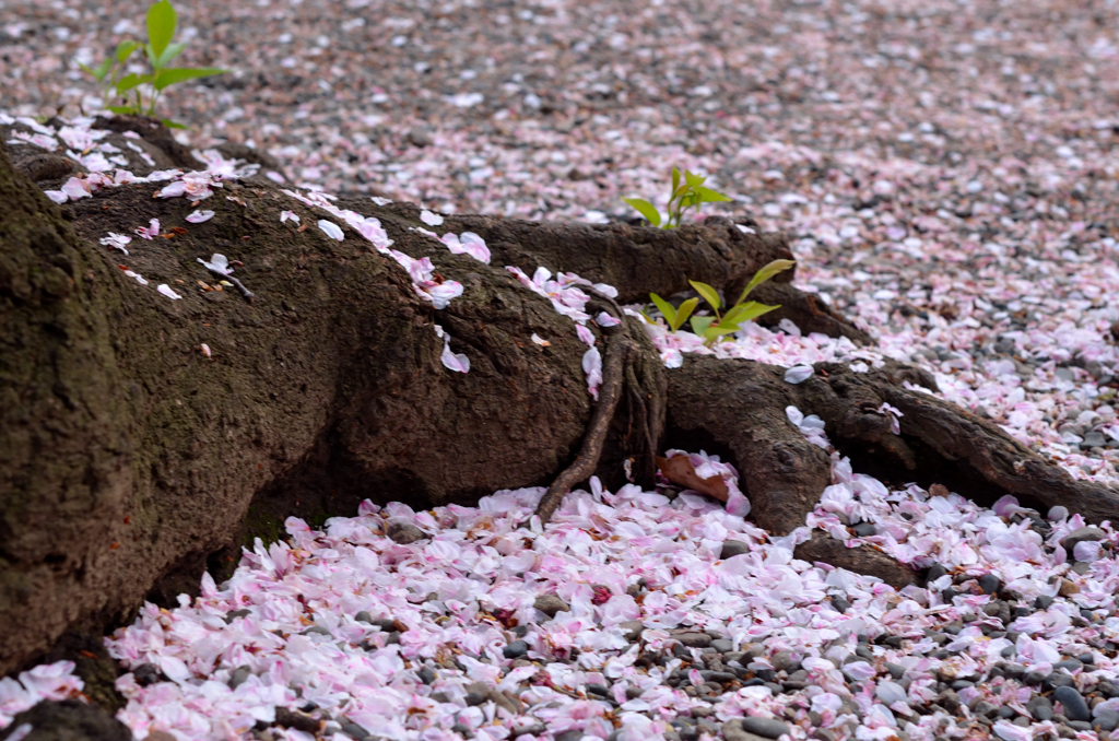 桜色の絨毯