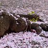桜色の絨毯