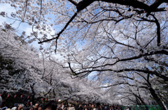 上野公園の桜