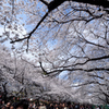 上野公園の桜