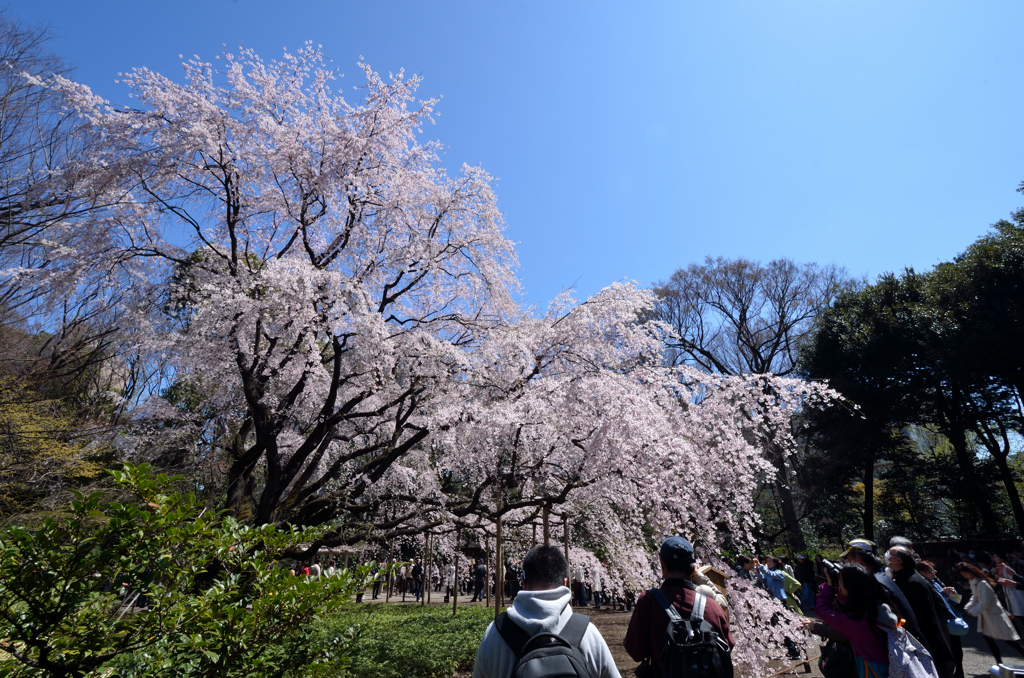 しだれ桜