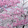 上野公園の桜
