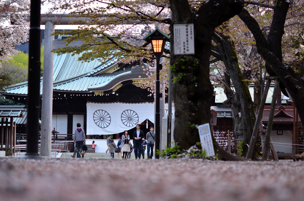 桜色の絨毯