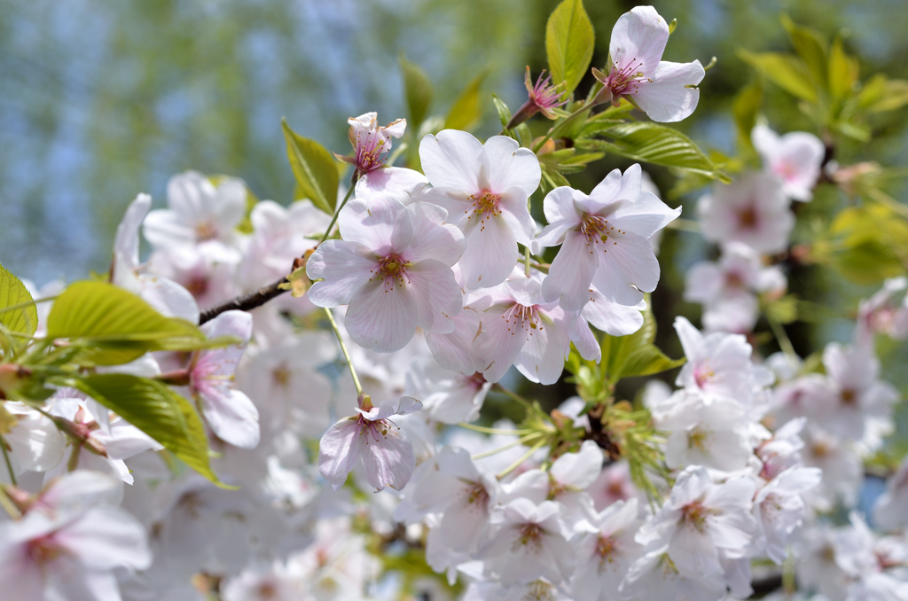 上野公園の桜