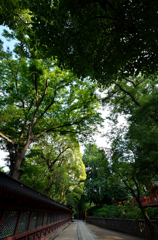 根津神社　境内