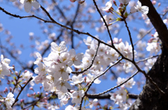 六義園の桜