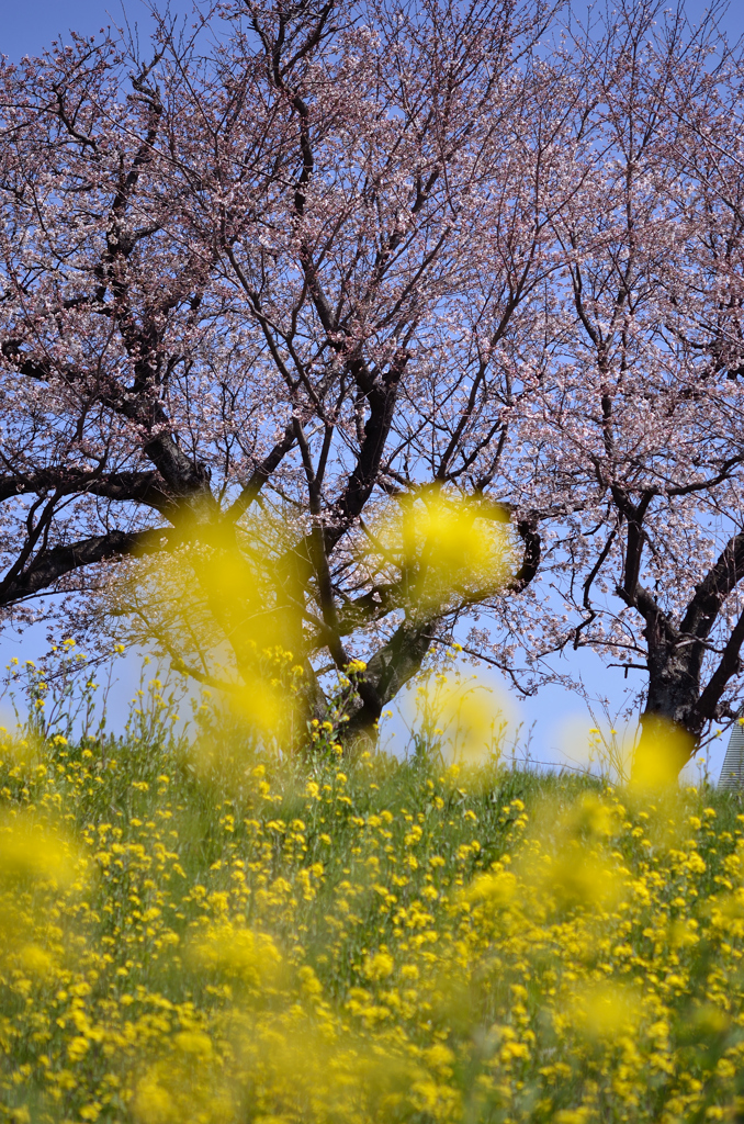 桜と菜の花