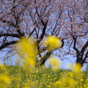 桜と菜の花