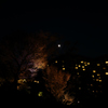 椿山荘 夜桜ライトアップ