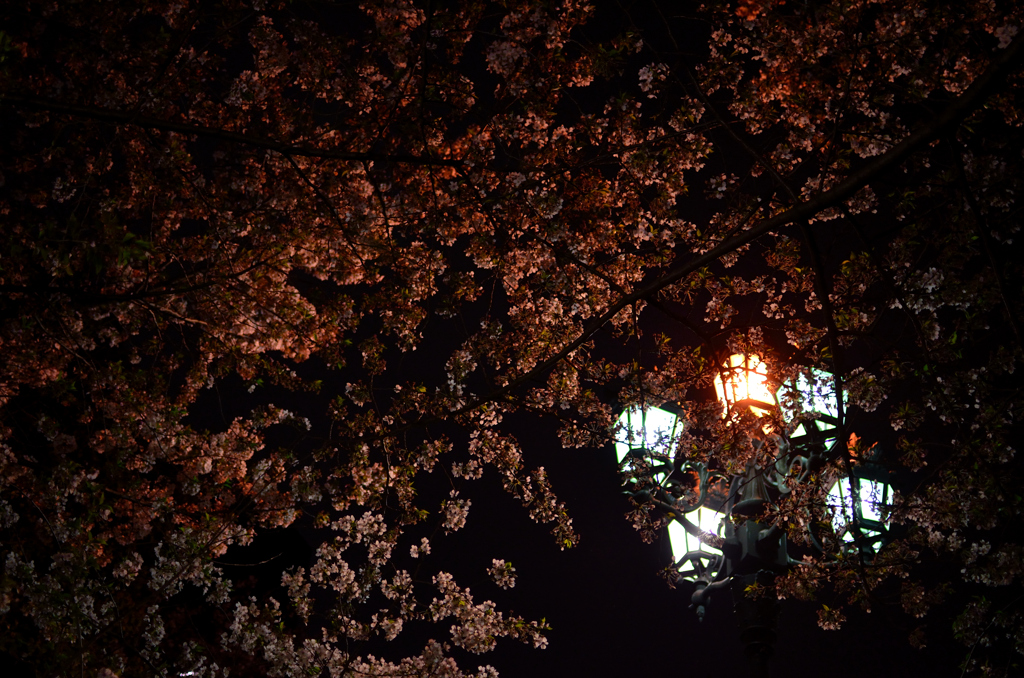 夜桜