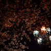 夜桜