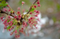 花弁が散った後の桜