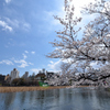 上野公園の桜