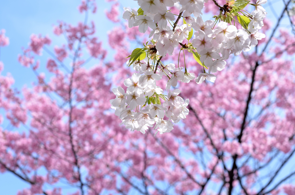 上野公園の桜